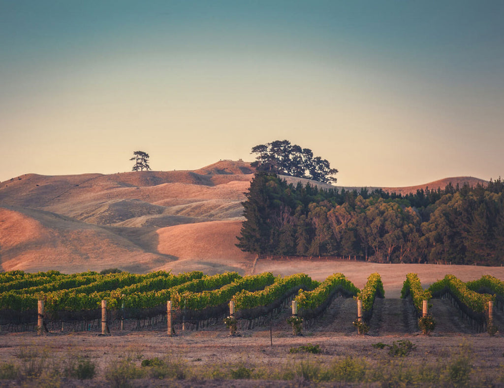 Kim Crawford Wines Vineyard